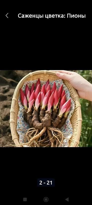 раки рак: Спаржа Саженцы спаржи. Спаржа корнями. Спаржа саженцы. Информация для — 9