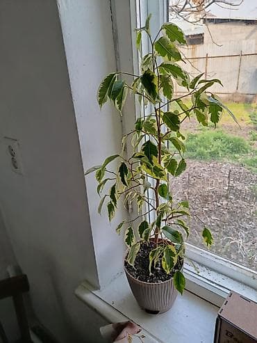 Фикус Бенджамина вариегатный (Ficus benjamina variegata) - Тип