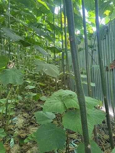 навес ферма: Саженцы быстрорастущего дерева (павловния/аналогичные декоративные — 3