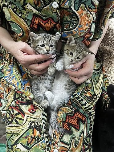 кошка табби: Котята-домоседы, помёт разного окраса: - дымчато-чёрные пушистики - — 5