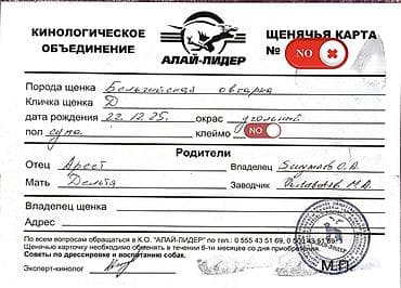 Башка жаныбарлар: Бельгия овчаркасы, 2 айлык, Ургаачы, Эмделген, Ит тегин тастыктоочу документ — 7