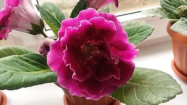 Глоксиния (Sinningia speciosa) в горшке. - Крупные бархатистые