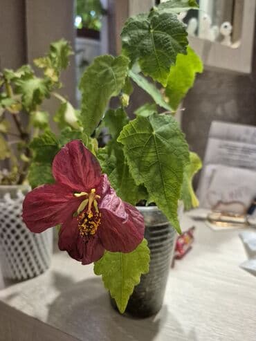 купить саженцы голубики 3 года: Продаю Араукария .Комнатная ель .Елка . Высота 1 м — 30