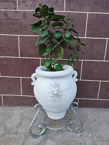 слива фрукты: Декоративные улично-комнатные кашпо на кованых подставках - Материал — 4