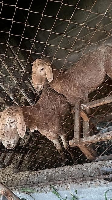 мел для животных: Продаю | Овца (самка) | Для разведения — 3