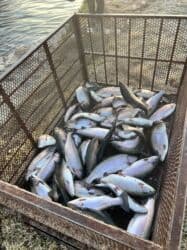 продаю сельхоз землю: Свежий — 4