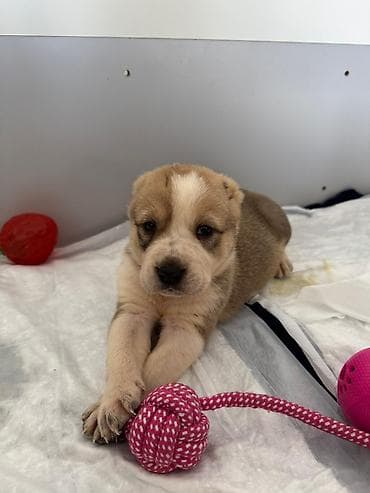 алабай алабай: Алабай, 1 айлык, Ургаачы — 6