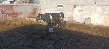 Продаю | Корова (самка) | Полукровка | Для молока | Привязанные