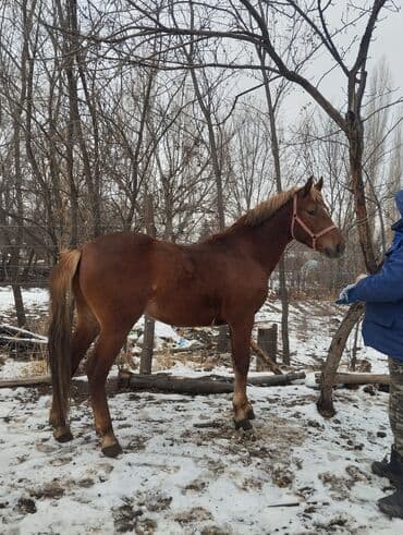далматинец купить: Продаю | Жеребец | Рабочий — 6
