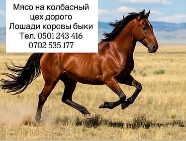 купить лук: Мясо для колбасного производства. Предлагается сырьё для колбасного — 1