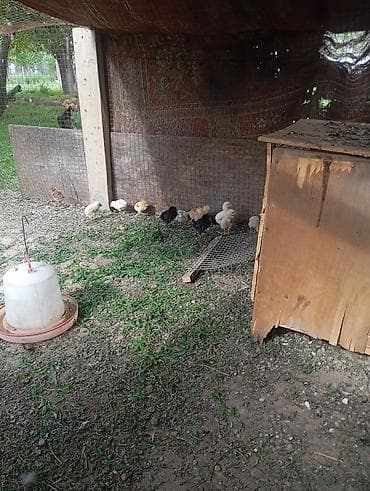 Продам с/х животных: Домашняя птица для подворья - Утки: на выгуле видно — 7