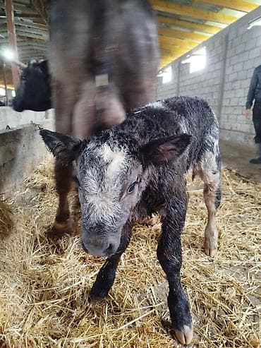 бука быки: Продаю | Музоо, торпок | На откорм — 1