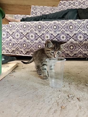 манчкин котята: Котёнок, полосатый табби - Пушистый малыш с выразительными зелёными — 3