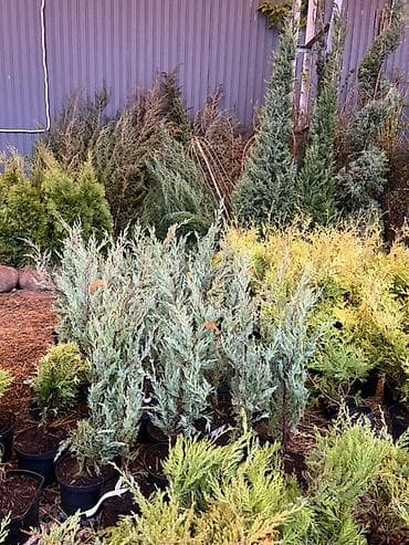 Үй жана бакча: Хвойные саженцы в контейнерах для озеленения участков - — 2