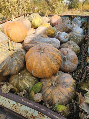 Тыквы столовые, урожай с приусадебного участка. кг по 20 сомов. -