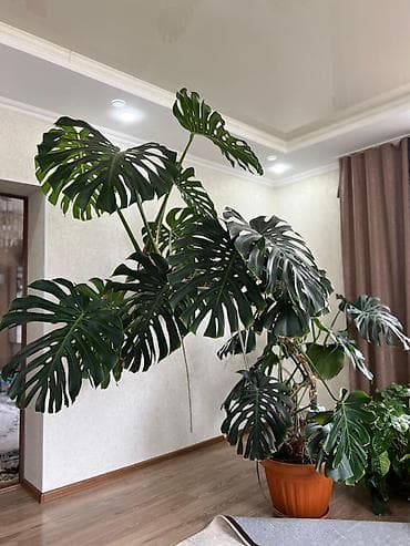 фикус микрокарпа: Монстера deliciosa (монстера делициоза), взрослое крупномерное — 2