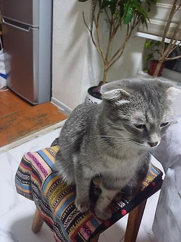 кошка мышык: Продаётся семья кошек три котёнка и мама котят все приучены к лотку — 5