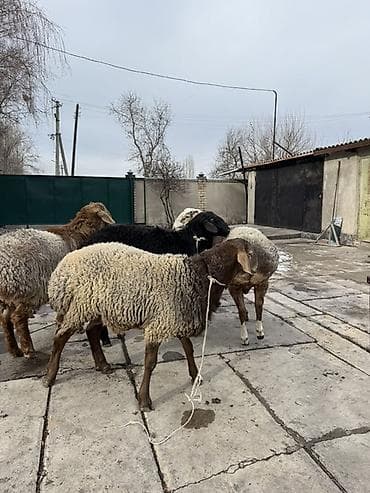 Продаю | Овца (самка) | На забой, Для разведения at lalafo.kg Продаю | Овца (самка) | На забой, Для разведения