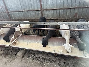 продаю тай: Продаю | Овца (самка) | Для разведения — 1