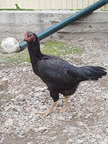 спортбайк детский: Дакан мекиш сатылат бези бар канатынын алдында алмашу жолдору бар — 3