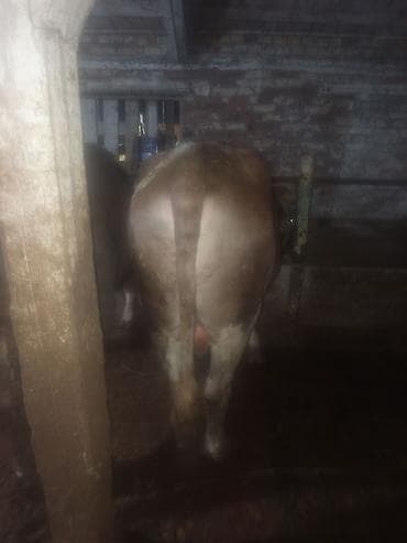 черный ангус цена: Продаю | Бык (самец) | На откорм | Привязанные — 5