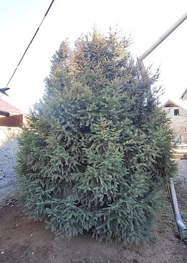 Саженцы деревьев: Ели, Самовывоз