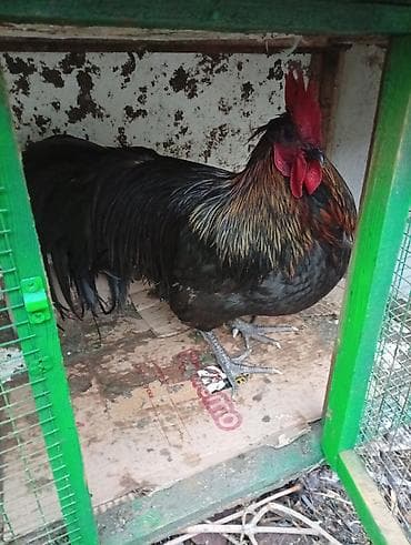 белый петух: Продаю | Куры | Домашняя | Для разведения — 5