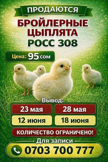 Птицы