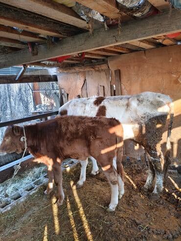 срочно продаю в связи с переездом: Продаю | Музоо, торпок | Привязанные — 2