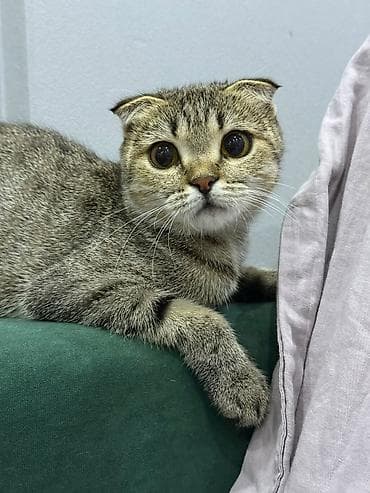 Үй жаныбарлары: Скотиш Фолд (Шотландиялык шалпаң кулак), 1 жаш, Ургаачы, Таш бака, Эмделген, Курттардан тазаланган, Лотокко барууга үйрөтүлгөн — 1