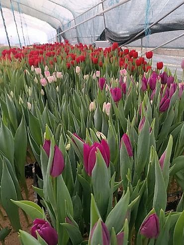 оптом овощи и фрукты: Тюльпаны тепличного выращивания — срезка и срезочные бутоны - — 8