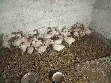 Продаю куры несушка 150 сом за курицу оптом 28штук есть at lalafo.kg Продаю куры несушка 150 сом за курицу оптом 28штук есть