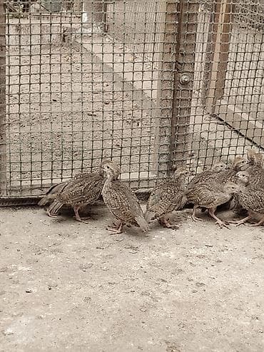 продаю кеклик: Продаю подростков кекликов — 3