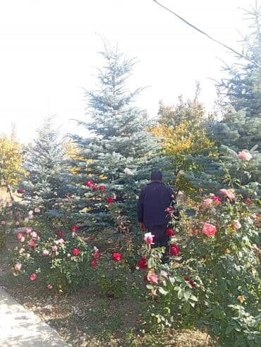 Елки голубые (ель колючая голубая, Picea pungens ‘Glauca’) для