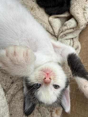 купить породистых котят: Отдам даромКотята, помёт разной окраски: - черно-белые с пятнами, - — 4