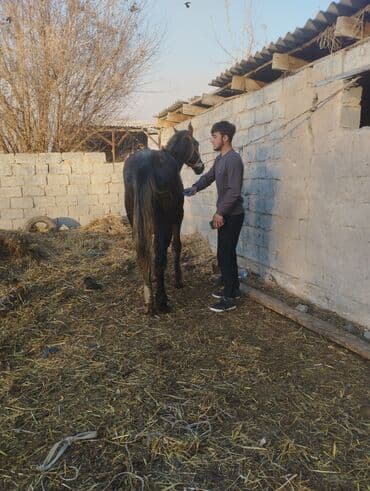 племенные коровы молочные купить: Продаю | Кобыла (самка) | Полукровка — 2