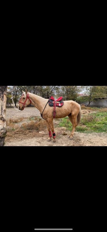 сколько стоит собака доберман: Сатам | Жылкы (эркек) | Аргын | Көбөйтүү үчүн, Ат спорту — 1