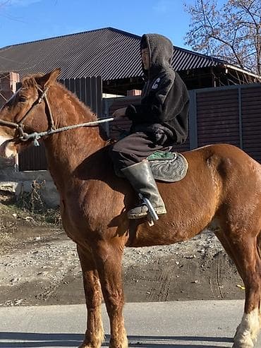 жылкы сатылат: Сатам | Жылкы (эркек) | Жумушка — 2