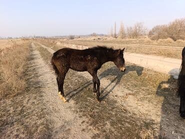 Продаю | Жеребенок | Полукровка | Конный спорт