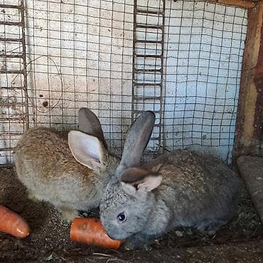 кролики великан: Продаю | Крольчата | Для разведения — 2