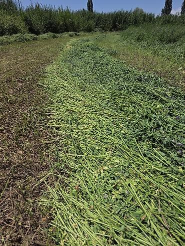 С/х животные и товары: 🌾 Продаю люцерну в тюках 🌾 🌾 Прессовать буду 12-13 июля🌾 ✅ Состояние — 2