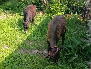 улака ат: Продаю | Тёлка, Музоо, торпок | Алатауская | Для разведения — 4