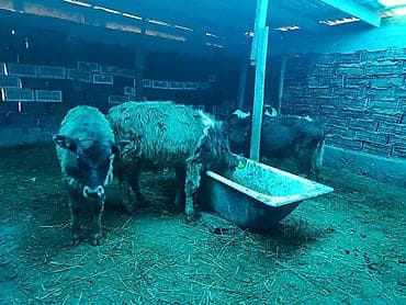 молоко воз: Продаю | Бык (самец), Музоо, торпок | На откорм, Для разведения — 2