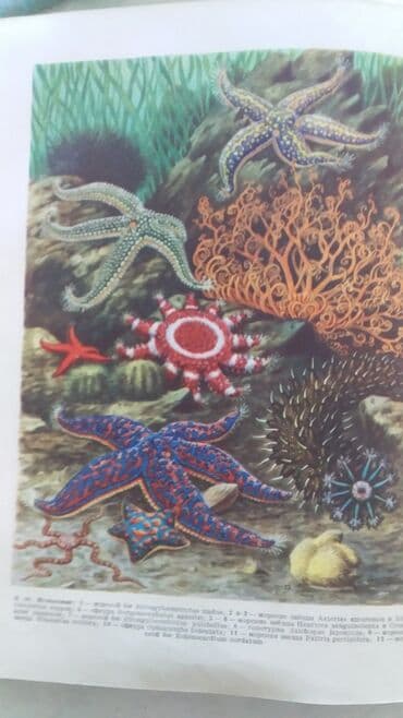 купить школьную доску для начальных классов: МАЛАЯ СОВЕТСКАЯ ЭНЦИКЛОПЕДИЯ 10 ТОМОВ. СОСТОЯНИЕ ОТЛИЧНОЕ МОСКВА — 3