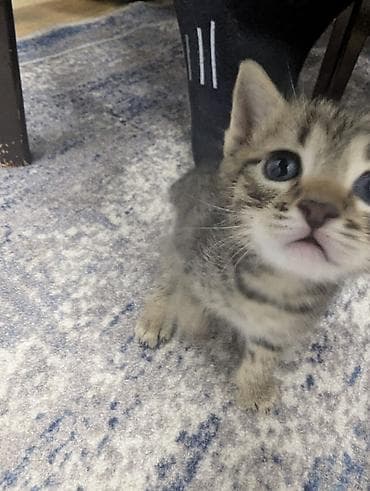 кошка с разными глазами: Котята от домашней кошки - 4 котят: есть трёхцветные — 5