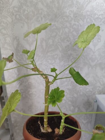 приму в дар комнатные цветы: Комнатные цветы ДАРОМ! срезами в умелые руки на проращивание без — 8