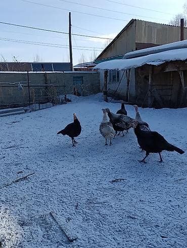 кукурузная кочерыжка: ИНДЮКИ САМЦЫ — 5