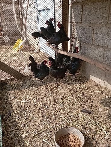 Жылкылар, аттар: Сатам | Тооктор | Көбөйтүү үчүн — 3