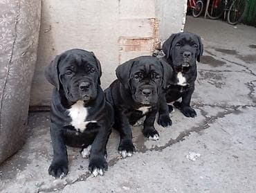 куплю собаку хаски: Щенки кане корсо имеются мальчики и девочки, мальчики 25т девочки 20т — 7