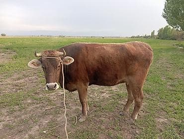 Продаю | Корова (самка) | Швицкая | Для разведения | Привязанные